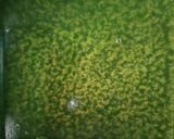 Foto langkah ke 2 dari resep Puding Lapis pandan gula merah.