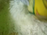 Nastar