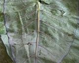 A picture of step 1 of Colocasia Leaves (Paatra).