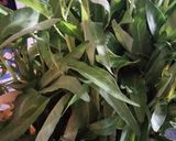 Foto langkah ke 1 dari resep 5. Cah Kangkung Belacan.