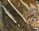 Foto del paso 2 de la receta: Rodaballo al horno con su pilpil
