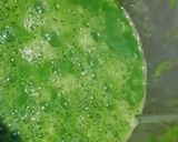 صورة لخطوة 3 من وصفة أسهل طريقه قلقاس بطريقتي سهله وبسيطه جداً 🥙🥙