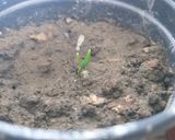 Foto del paso 3 de la receta: Semillas de Morrón Para la huerta