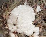 Foto del paso 5 de la receta: Lasagna de pollo, maíz y tocineta