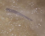 Foto del paso 3 de la receta: Dulce de Cayote
