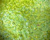 A picture of step 4 of Mint dip/Pudina thogayal.