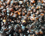 Foto del paso 2 de la receta: Ensalada de lentejas