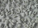 Ñoquis de acelga