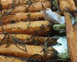 Une image de l'étape 5 de 🥕 Carottes rôties miel thym romarin.