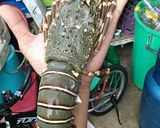รูปขั้นตอนการทำที่ 2 ของ กุ้งมังกรผัดพริกเกลือ