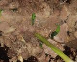 Foto langkah ke 3 dari resep Soto Daging Madura.