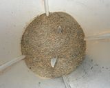 A picture of step 3 of Quick & Easy Homemade Lentil Four.