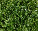 A picture of step 1 of Methi Thepla.