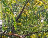 A picture of step 1 of Chatpati Awla Chutney 💚.