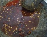 Foto langkah ke 2 dari resep Rujak Gula Merah Mangga khas Bali.
