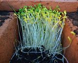 A picture of step 1 of Lentil Sprout Salad with Radish and Honey Mustard.
