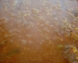 Foto del paso 2 de la receta: Paella de magra y costilla