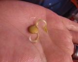 Foto del paso 4 de la receta: Brotes de lentejas