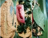 Foto langkah ke 3 dari resep 506.Pepes Kembung Kemangi.
