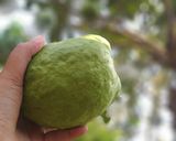 Foto langkah ke 1 dari resep Setup Jambu Biji.