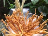Jamur enoki krispi