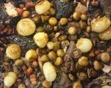 Coq au vin - kakas vörösborban recept fázis 8 fotója