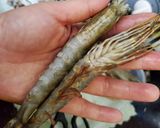 氣炸 胡椒蝦的食譜步驟1照片