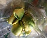 Foto langkah ke 1 dari resep 116. Avocado Coffe.