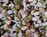 Foto del paso 4 de la receta: Brotes de mungo (mal llamados brotes de soja) 🌱 🫘