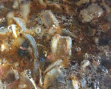 Foto del paso 10 de la receta: Caldo de hongos y mezcal
