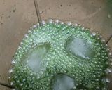 A picture of step 3 of Mint margrita.