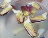 Foto del passaggio 1 della ricetta Carciofi Fritti