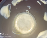 Foto del paso 1 de la receta: Empedrado de judías con bacalao en crema de naranja