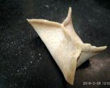 A picture of step 3 of Momo shaped badam stuffed dry ghujia.
