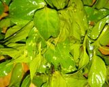 Foto langkah ke 1 dari resep Sambal Penyet Tempe Kemangi.