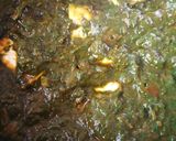 A picture of step 8 of Palak Paneer.
