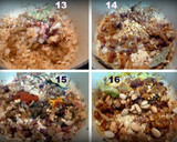 Foto del paso 7 de la receta: Pollo de corral en Pepetoria
