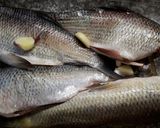 Foto del paso 1 de la receta: Pescado al horno
