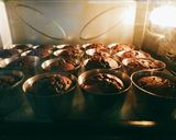 Hình bước làm 6 của món Bánh muffin chocolate