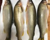 鹽烤香魚的食譜步驟1照片