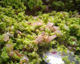 મટર સમોસા (Matar Samosa Recipe In Gujarati) રેસીપી સ્ટેપ3ફોટો