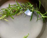 A picture of step 1 of Watermelon and Rosemary Lemonade - Aguas Frescas!.