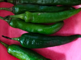 Tempe Cabe Hijau