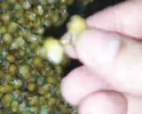 A picture of step 2 of Sukhiyan Sugiyan.