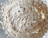 Foto langkah ke 1 dari resep Speculaas (Biscoff-Style) Spice Cookies / Dutch Spice Cookies — Wangi Rempah.