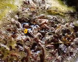 صورة لخطوة 3 من وصفة الخروب بسر طعم ولون محلات الاسكندريه