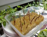Foto langkah ke 1 dari resep Mojito Lemon Cui Madu ala MakYel.