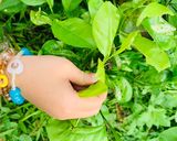 Hình bước làm 2 của món Vào bếp cùng con: thịt lợn gác bếp cuốn rau mọc ven đường Sải Duần, tươi xanh mơn mởn!