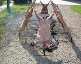 Foto del paso 3 de la receta: Cordero a la estaca