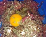Foto del paso 3 de la receta: Albóndigas con Tuco